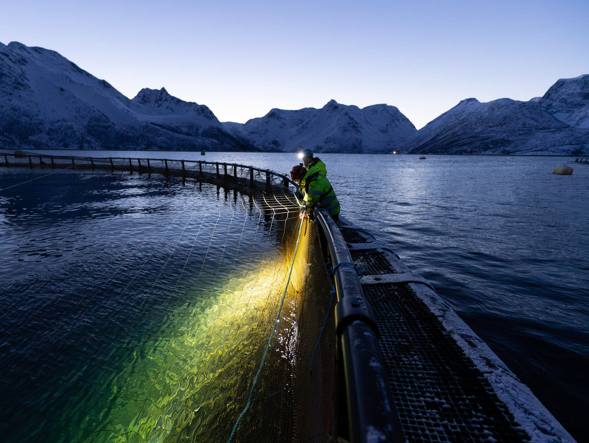 Stormlight headlamp in use, Arctic blue hour